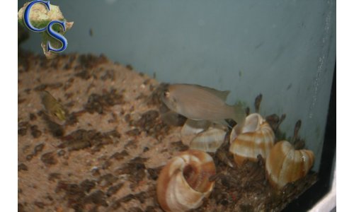 Neolamprologus calliurus